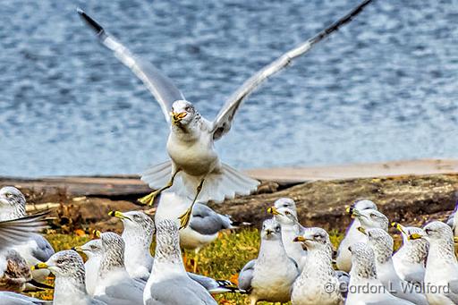 Gull Taking Flight_DSCF5536.jpg - Ring-billed Gulls (Larus delawarensis) photographed along the Rideau Canal Waterway at Smiths Falls, Ontario, Canada.